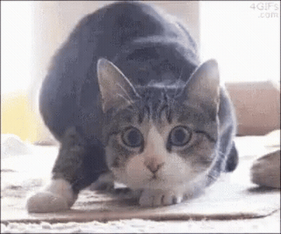 Cat Standing On Hind Legs On Cardboard Box GIF