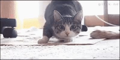 Cat Standing On Hind Legs On Carpet GIF