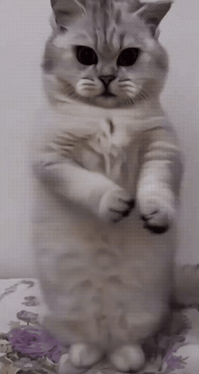 Cat Standing On Hind Legs On Floral Blanket GIF