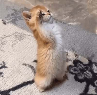 Cat Standing On Hind Legs On Rug GIF