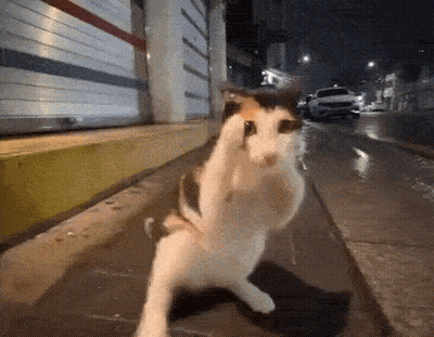 Cat Standing On Hind Legs On Sidewalk GIF