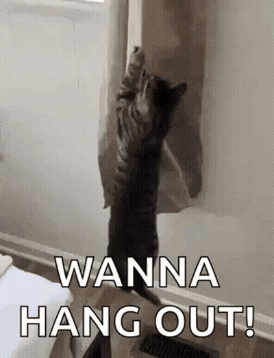 Cat Standing On Hind Legs Reaching For Curtain GIF