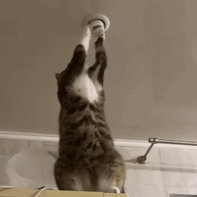 Cat Standing On Hind Legs Reaching GIF