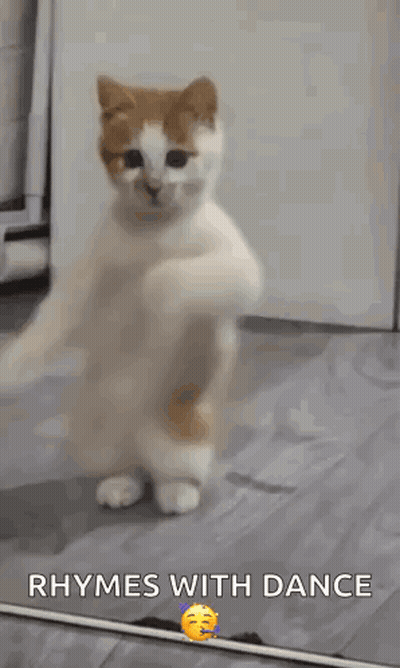 Cat Standing On Hind Legs Rhymes With Dance GIF