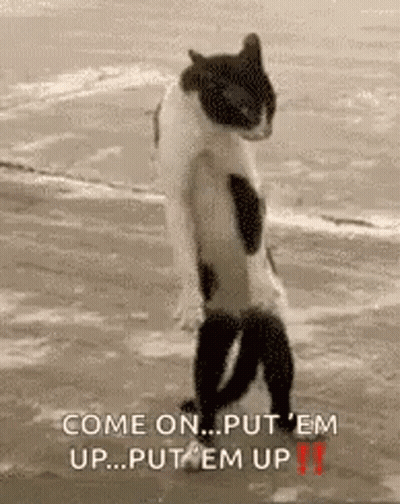 Cat Standing On Hind Legs Saying Come On Put Em Up GIF