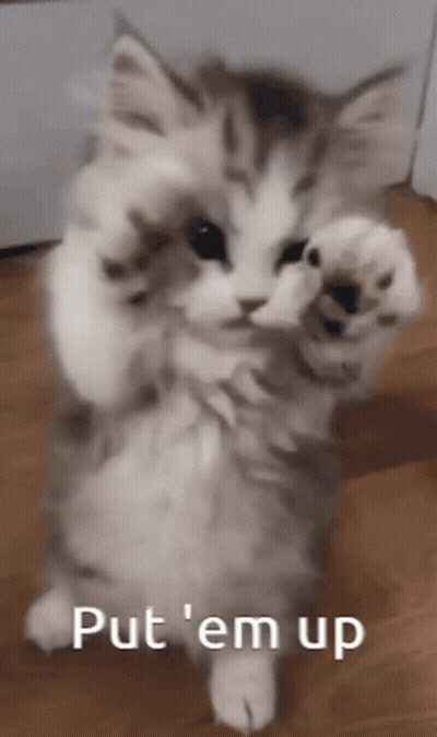 Cat Standing On Hind Legs Saying Come On Put Em Up GIF