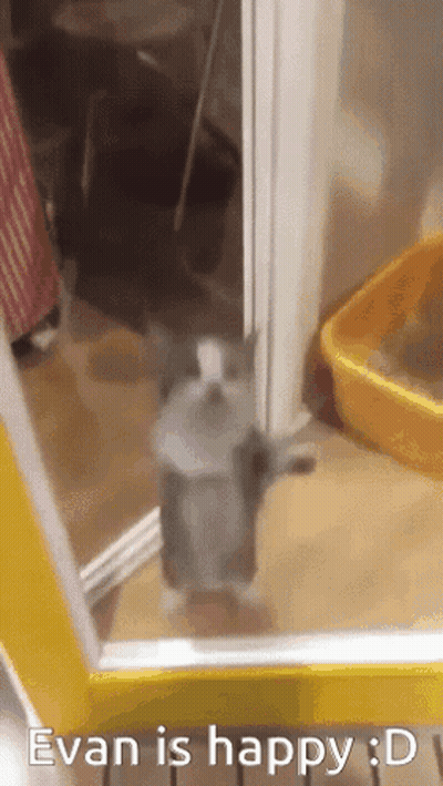 Cat Standing on Hind Legs Saying Evan Is Happy
