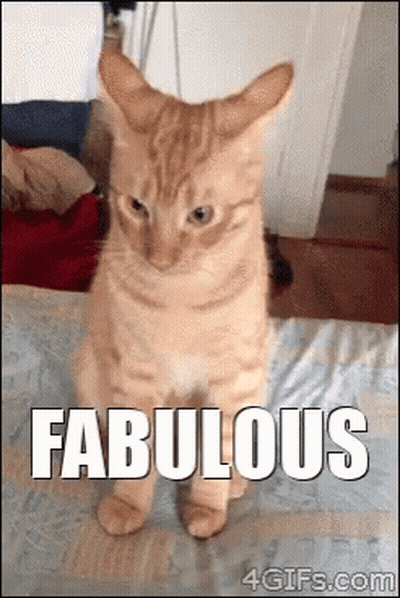 Cat Standing On Hind Legs Saying Fabulous GIF