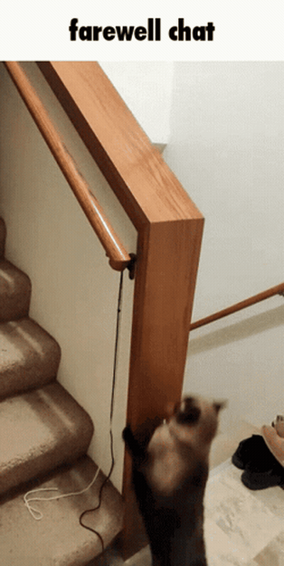 Cat Standing On Hind Legs Saying Farewell Chat GIF