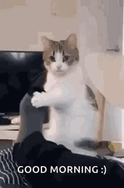 Cat Standing On Hind Legs Saying Good Morning GIF