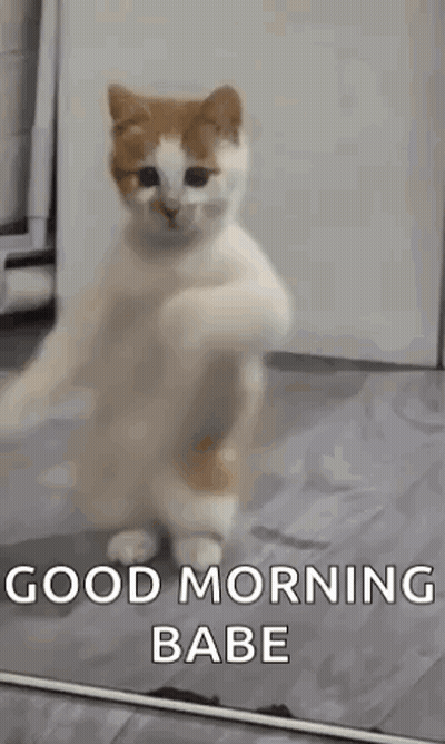 Cat Standing On Hind Legs Saying Good Morning GIF