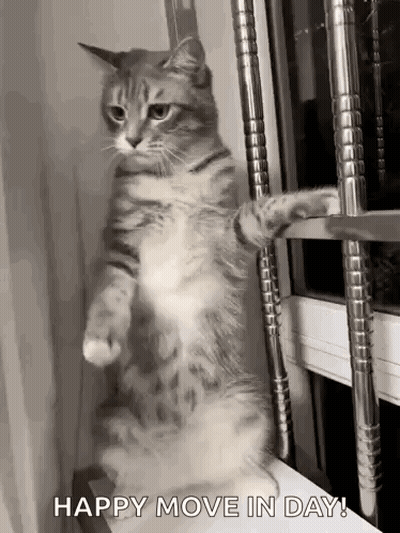 Cat Standing On Hind Legs Saying Happy Move In Day GIF
