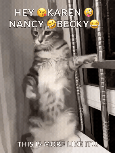 Cat Standing On Hind Legs Saying Hey Karen Nancy Becky GIF