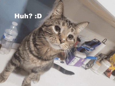 Cat Standing On Hind Legs Saying Huh D GIF