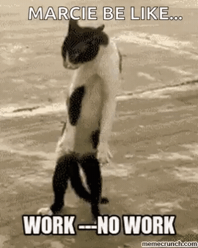 Cat Standing On Hind Legs Saying Marcie Be Like Work No Work GIF