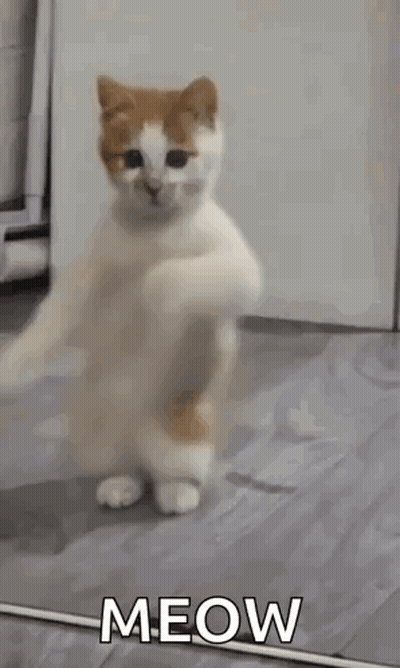 Cat Standing On Hind Legs Saying Meow GIF