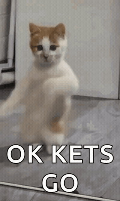 Cat Standing On Hind Legs Saying Ok Kets Go GIF