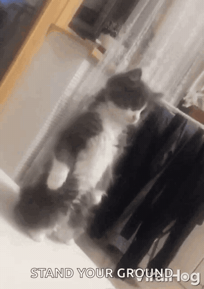 Cat Standing On Hind Legs Saying Stand Your Groundhog GIF