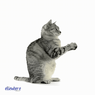 Cat Standing On Hind Legs Saying Well Done GIF