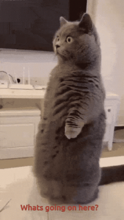 Cat Standing On Hind Legs Saying What's Going On Here GIF