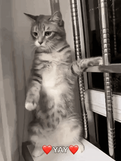 Cat Standing On Hind Legs Saying Yay With Heart GIF