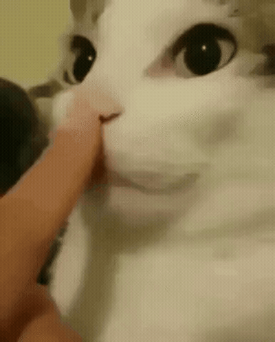 Cat Standing On Hind Legs Saying You Killed It GIF