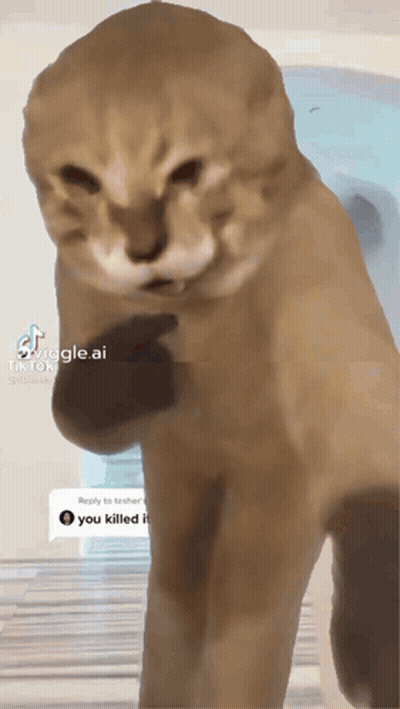 Cat Standing On Hind Legs Saying You Killed It GIF