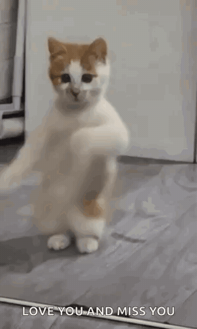 Cat Standing On Hind Legs GIF