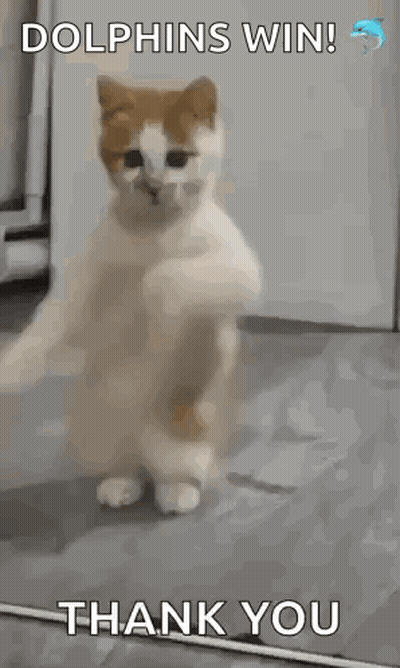 Cat Standing On Hind Legs Waving Paws GIF