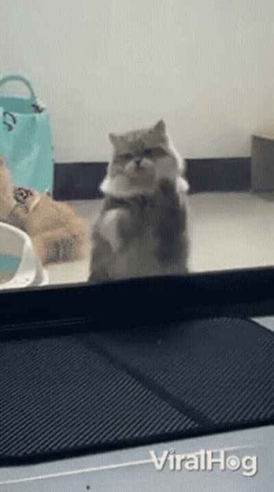 Cat Standing On Hind Legs Window Viralhog GIF