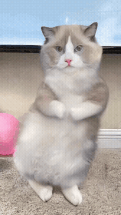 Cat Standing On Hind Legs With Arms Crossed GIF