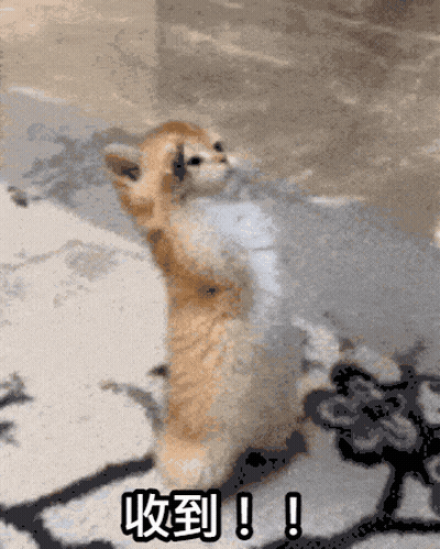 Cat Standing On Hind Legs With Chinese Writing GIF