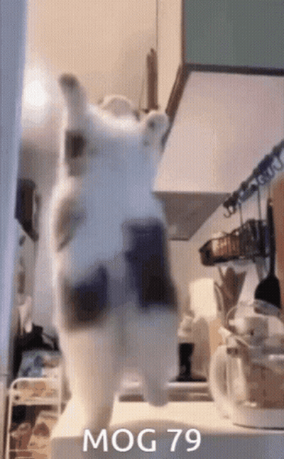 Cat Standing On Hind Legs With Mog 79 GIF