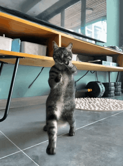 Cat Standing On Hind Legs With Paws Up GIF