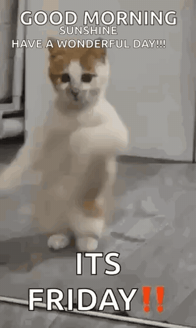 Cat Standing On Hind Legs With Paws Up GIF