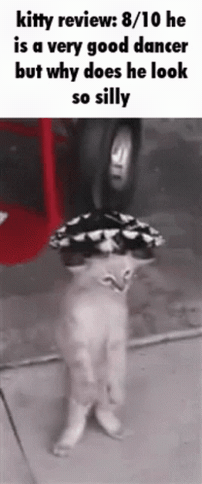 Cat Standing On Hind Legs With Tire And Hat GIF
