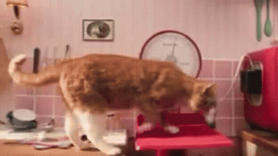 Cat Standing On Kitchen Counter GIF