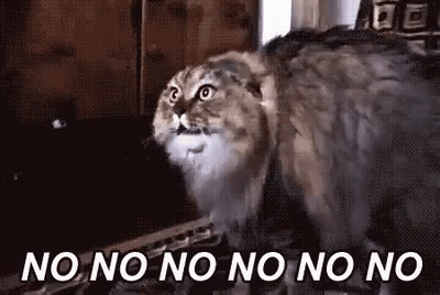 Cat Standing On No No No No No Carpet GIF