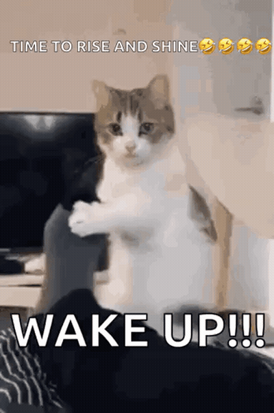 Cat Standing On Person's Feet GIF