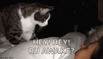 Cat Standing On Person's Head In Bed GIF