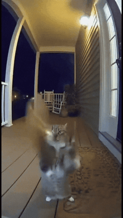 Cat Standing On Porch With Welcome Mat GIF