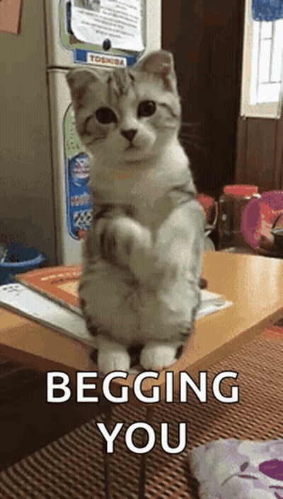 Cat Standing On Table Begging GIF