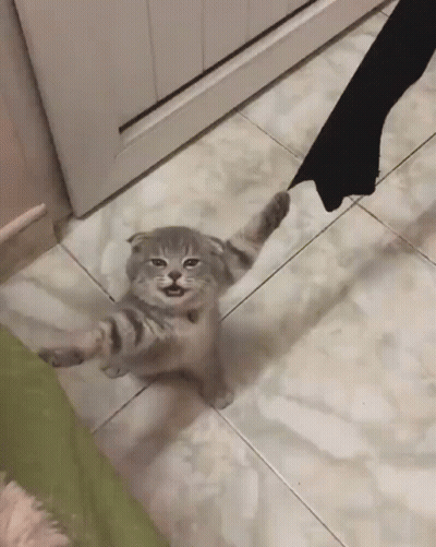 Cat Standing On Tiled Floor With Paws Up GIF