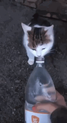 Cat Standing On Water Bottle GIF