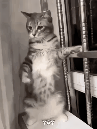 Cat Standing On Window Sill Looking Out GIF