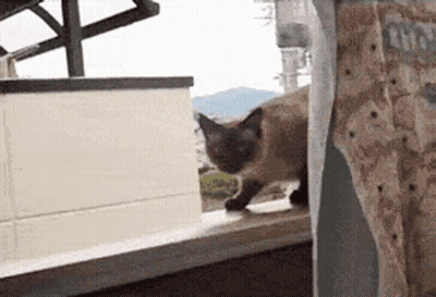 Cat Standing On Window Sill Looking Out GIF