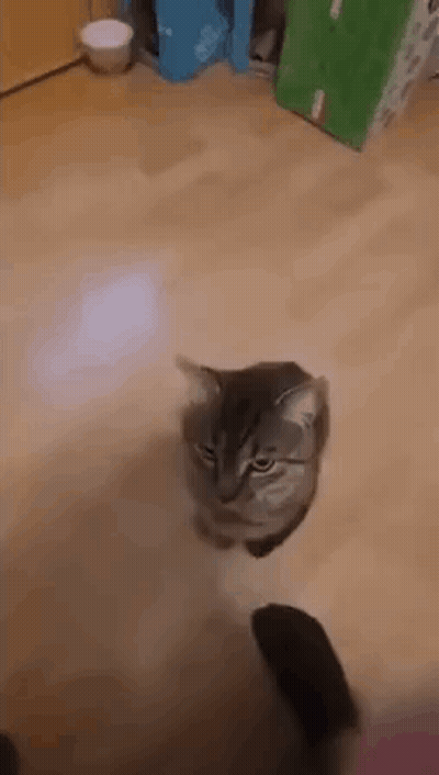 Cat Standing On Wooden Floor GIF