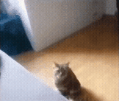 Cat Standing on Wooden Floor