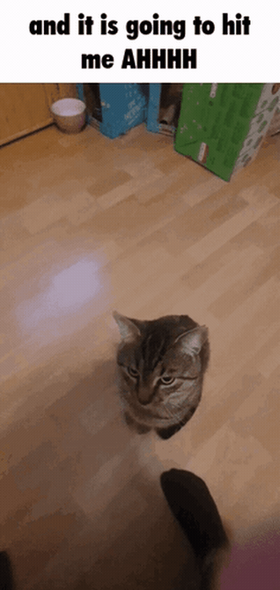 Cat Standing On Wooden Floor With And It Is Going To Hit Me Ahhhh GIF