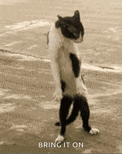 Cat Standing Saying Bring It On GIF